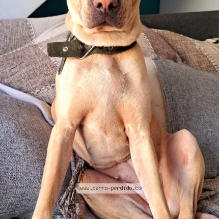 Photo 1/1 chiri Chien perdu à Capital federal