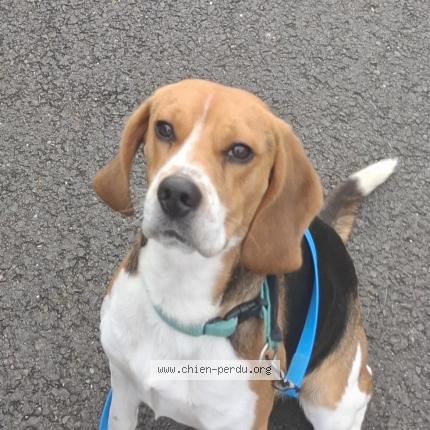 Photo de chien perdu à Varaville