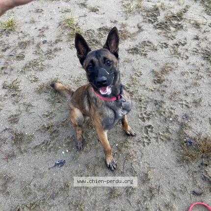 Photo 1/1 Chien retrouvé Perdu à Droisy