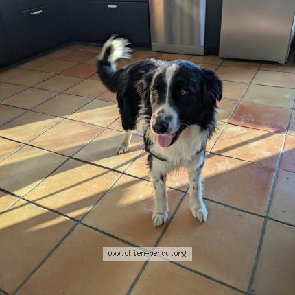 Photo de chien perdu à Escoulis