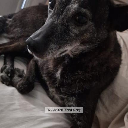 Photo 1/1 Chien retrouvé Perdu à Saint maur des fosses