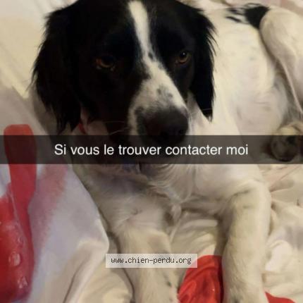Photo 1/1 Chien retrouvé Perdu à Chateauneuf les martigues
