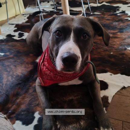Photo 1/1 Chien retrouvé Trouvé à Paris
