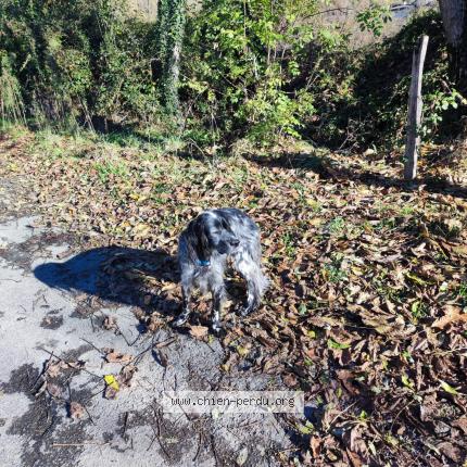 Photo 1/1 Chien retrouvé Perdu à Salechan