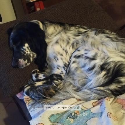 Photo 1/1 Chien retrouvé Perdu à Chilly le vignoble