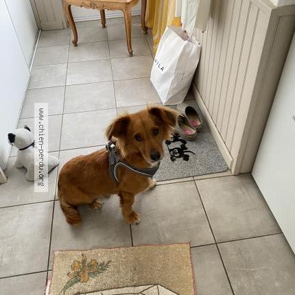 Photo 1/1 Chien retrouvé Perdu à Aunay sous auneau