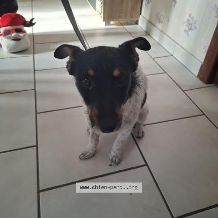 Photo 1/1 Chien retrouvé Trouvé à Contres