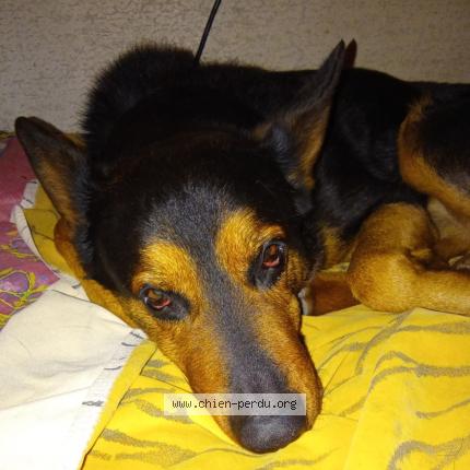 Photo 1/1 Chien retrouvé Perdu à La tronche grenoble