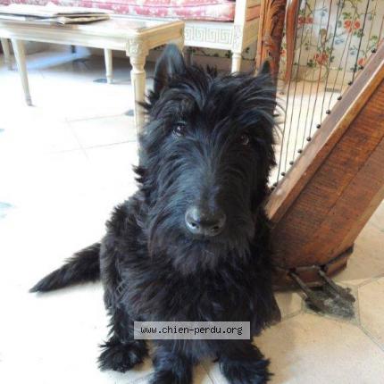 Photo 1/1 Chien retrouvé Perdu à Paris