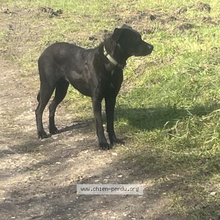 Photo 1/1 Chien retrouvé Trouvé à Mareil marly l etang la ville