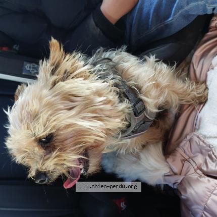 Photo 1/1 Chien retrouvé Trouvé à Genay