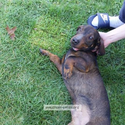 Photo 1/1 Chien retrouvé Trouvé à Change