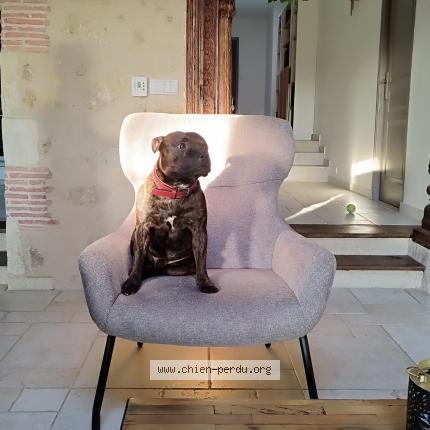 Photo 1/1 Chien retrouvé Perdu à Beychac et caillau