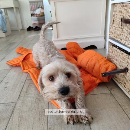 Photo de chien perdu à Roquecor