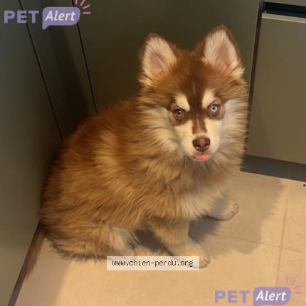 Photo 1/1 Chien retrouvé Perdu à Neuilly sur seine