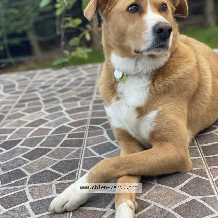 Photo 1/1 Chien retrouvé Perdu à Ville la grand