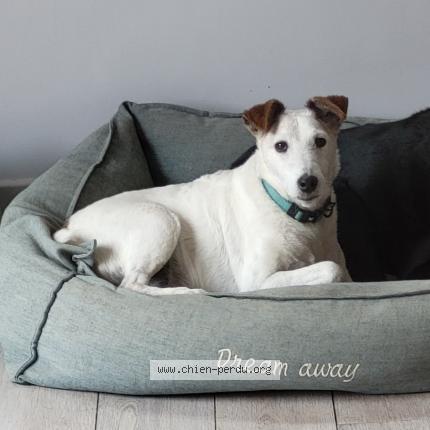 Photo 1/1 Chien retrouvé Perdu à Cahors