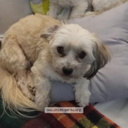 Photo 1/1 Chien retrouvé Perdu à Toulouse