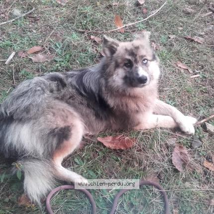 Photo 1/1 Chien retrouvé Perdu à Castillon en couserans