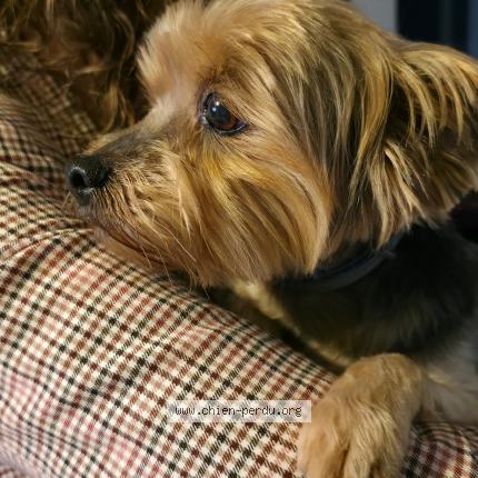 Photo de chien trouvé à Lamagistere