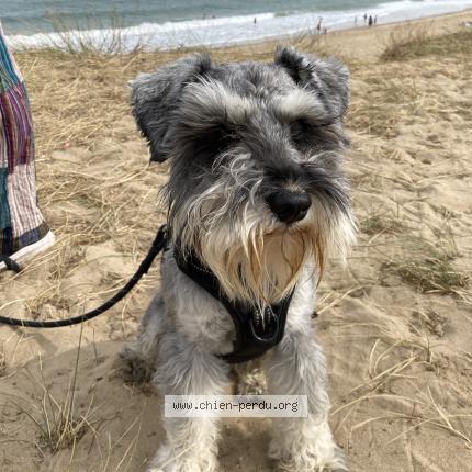 Photo de chien perdu à Le Touquet Paris Plage