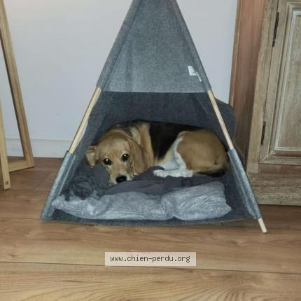 Photo de chien perdu à Perigueux