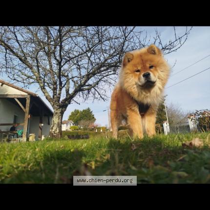 Photo de chien perdu à Saint Martial Viveyrol