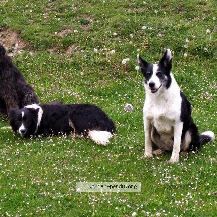 Photo de chien perdu à Geronce