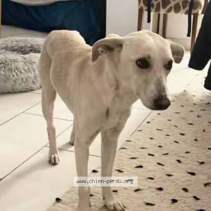 Photo 1/1 Chien retrouvé Perdu à Montelimar