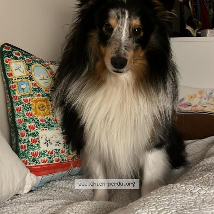 Photo 1/1 Chien retrouvé Perdu à Clamart