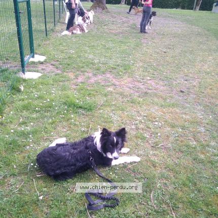 Photo de chien perdu à Geronce