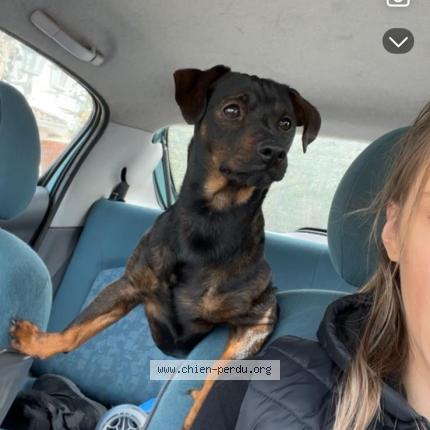 Photo 1/1 Chien retrouvé Perdu à Ambares