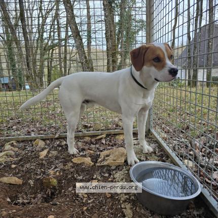 Photo de chien trouvé à Cubjac Auvezere Val D Ans