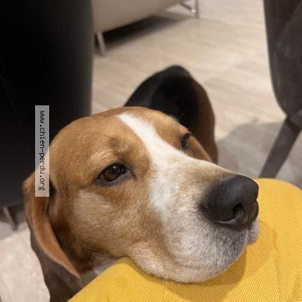 Photo de chien perdu à Lorient