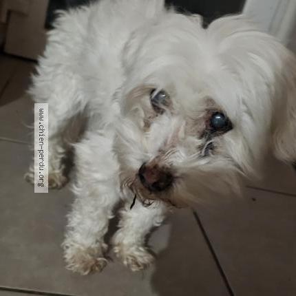 Photo 1/1 Chien retrouvé Trouvé à Lannilis