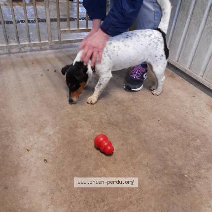 Photo de chien trouvé à 50500 Les Veys