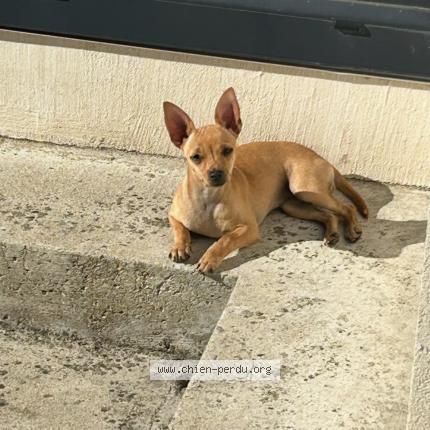 Photo de chien perdu à Saint Pierre Des Corps