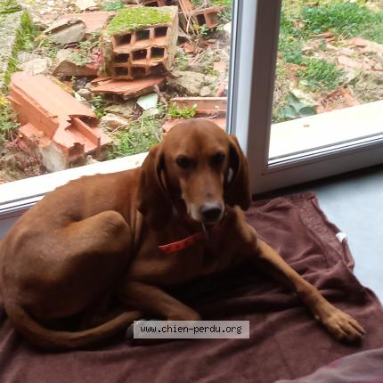 Photo de chien perdu à Martrois