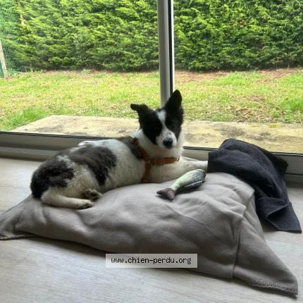 Photo de chien perdu à Merignac