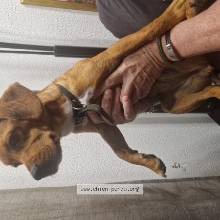 Photo de chien trouvé à Cuttoli Corticchiato