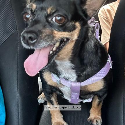 Photo 1/1 Cloe Chien perdu à Merliot