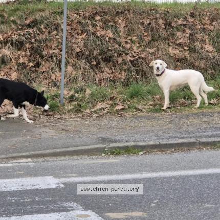 Photo 1/1 Chien retrouvé Perdu à Idron