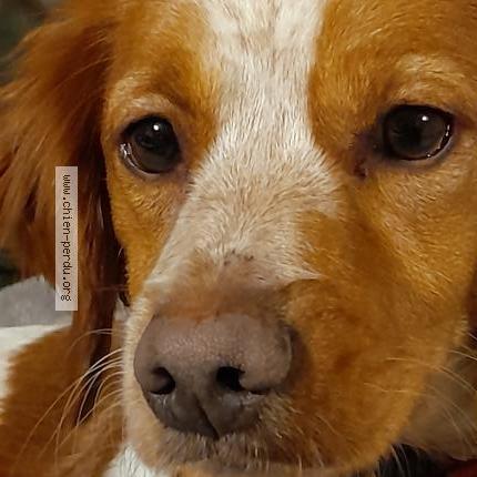 Photo de chien perdu à Sully Sur Loire