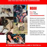 Photo de chien retrouvé à Caguas