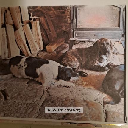 Photo de chien perdu à Pruines