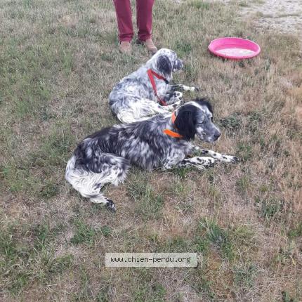 Photo 1/1 Chien retrouvé Perdu à Grignols