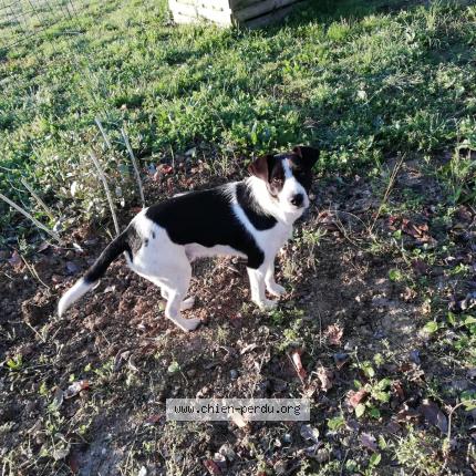 Photo de chien perdu à Roquelaure