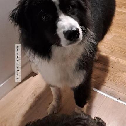 Photo de chien trouvé à Pluguffan