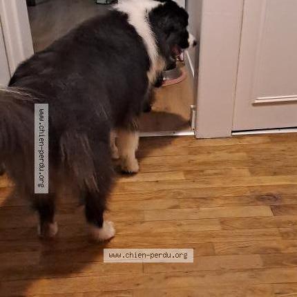Photo 2/2 Chien retrouvé Trouvé à Pluguffan