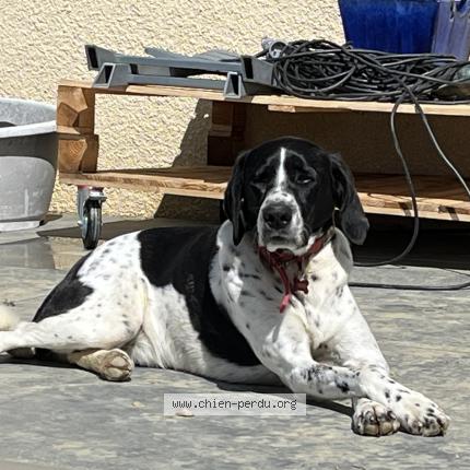 Photo de chien perdu à Nougaroulet